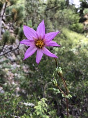 Dahlia tubulata