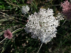 Daucus carota