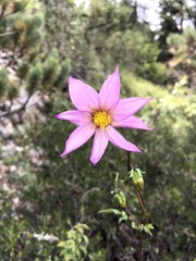 Dahlia tubulata