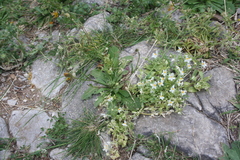 Linaria reflexa