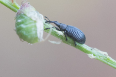 Stenopterapion meliloti