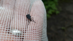 Leptoceletes basalis