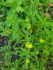 Lysimachia hybrida