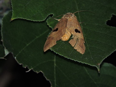 Thyas coronata