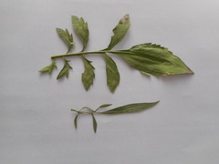 Cephalaria transsylvanica