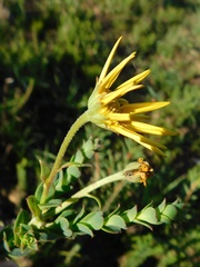 Osteospermum polygaloides