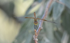 Sympetrum semicinctum