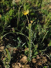 Osteospermum polygaloides
