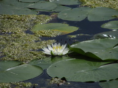 Nymphaea odorata tuberosa