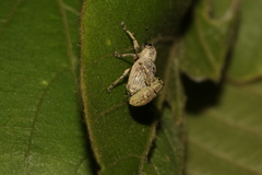 Eugnathus distinctus