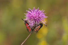 Zygaena minos