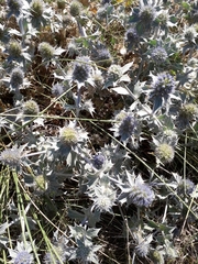 Eryngium maritimum