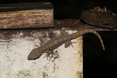 Gekko hokouensis