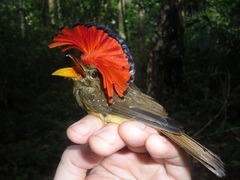 Onychorhynchus coronatus