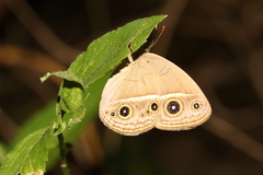 Mycalesis gotama nanda