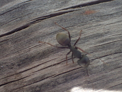Camponotus modoc