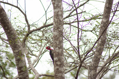 Campephilus robustus