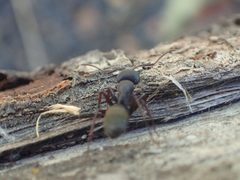 Camponotus modoc