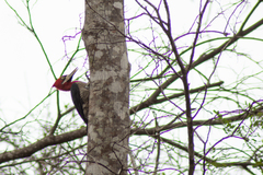 Campephilus robustus