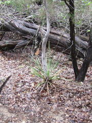 Yucca reverchonii