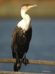 Phalacrocorax carbo lucidus