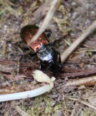 Pterostichus bicolor