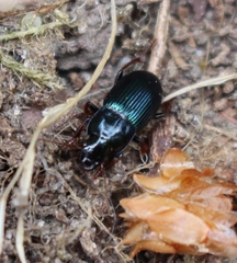 Harpalus rubripes