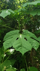 Cnidoscolus tubulosus