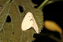 Spilarctia subcarnea