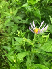 Symphyotrichum puniceum puniceum