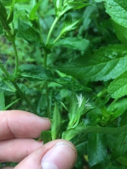 Symphyotrichum puniceum puniceum