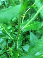 Symphyotrichum puniceum puniceum