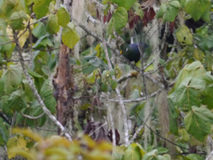 Tauraco macrorhynchus