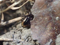 Notiophilus sylvaticus