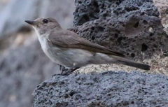 Muscicapa striata tyrrhenica