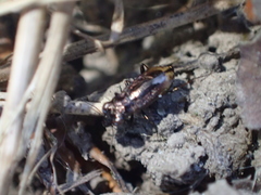 Notiophilus sylvaticus