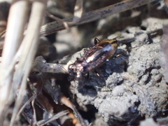 Notiophilus sylvaticus