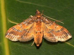 Hydriris