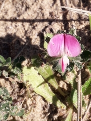 Ononis spinosa procurrens
