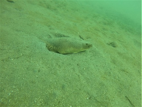Pacific Spoon-nose Eel