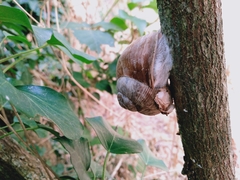 Helix pomatia