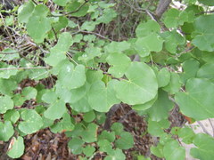 Cercis canadensis texensis