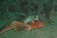 Chelidonichthys lucerna