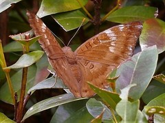 Euthalia aconthea gurda