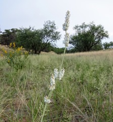 Froelichia arizonica
