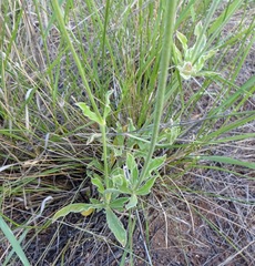 Froelichia arizonica
