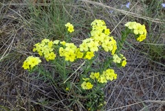 Lithospermum cobrense