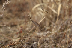Macronemurus appendiculatus