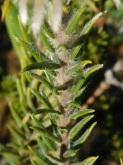 Phylica calcarata