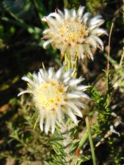 Phylica calcarata